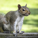Portrait of a Squirrel by marylandgirl58