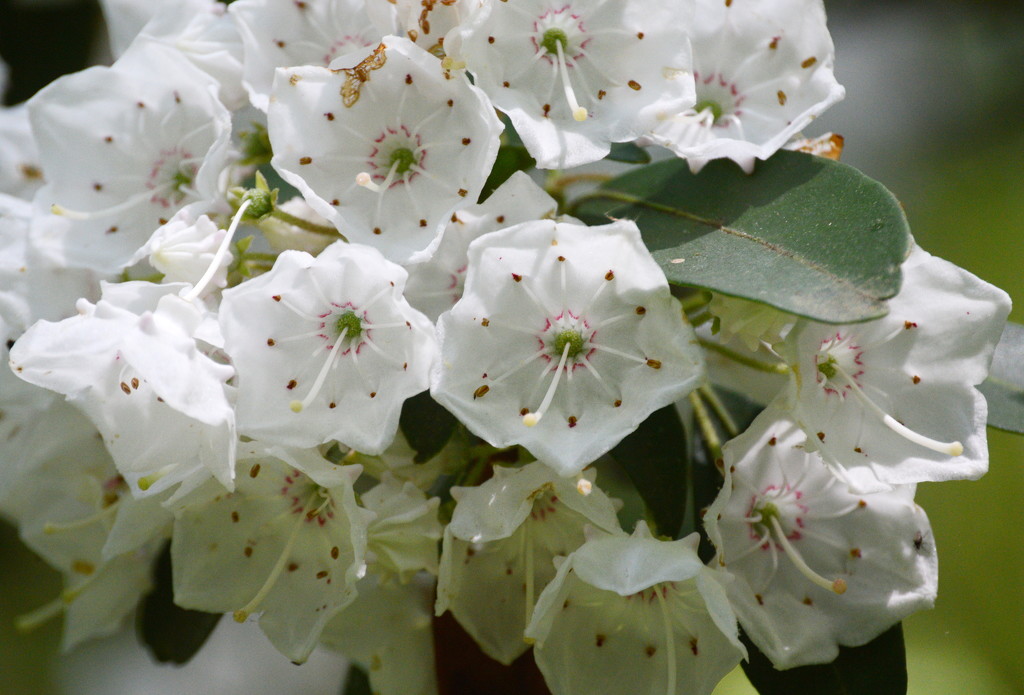 One more mountain laurel picture by francoise