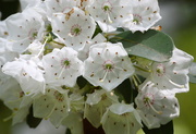 30th May 2016 - One more mountain laurel picture