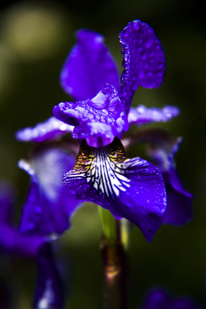 Iris by megpicatilly