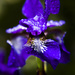 Iris by megpicatilly