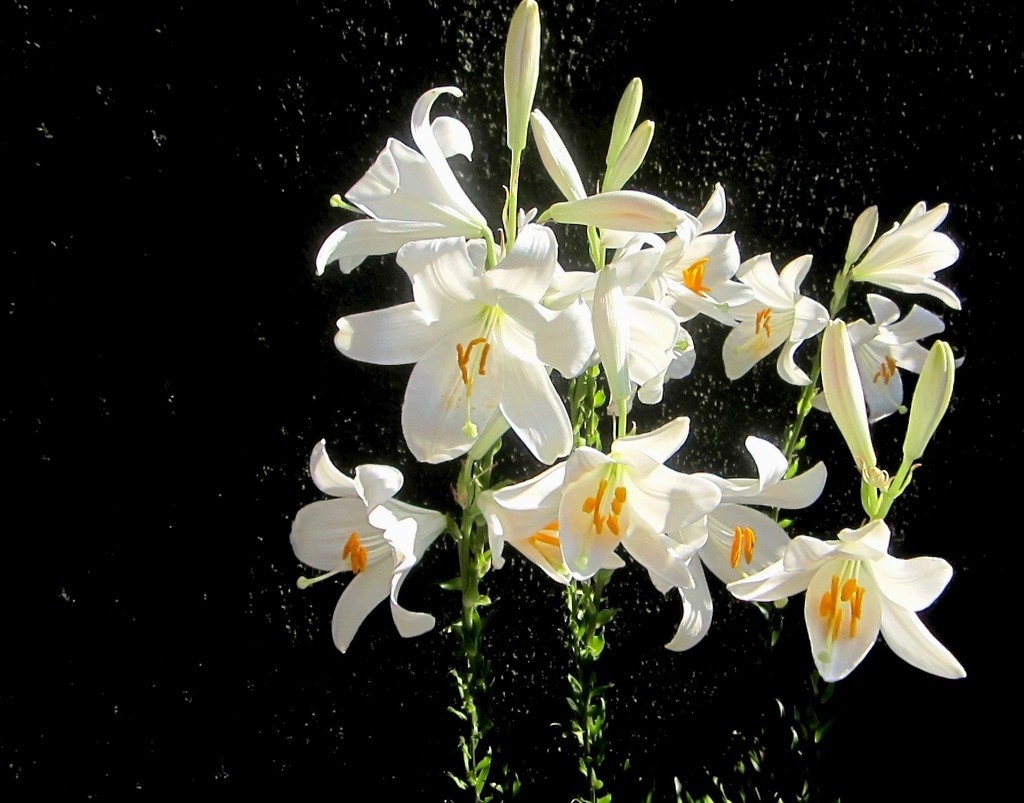 Bijeli cvjetovi by vesna0210