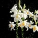 Bijeli cvjetovi by vesna0210