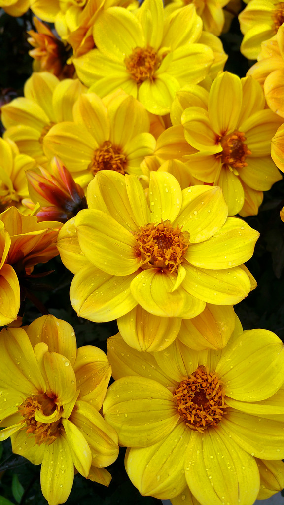 Sunshine Yellow by mariaostrowski
