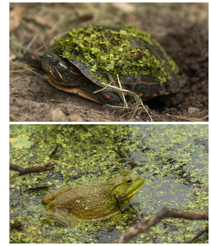 Turtles and frogs by dridsdale