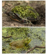 1st Jun 2016 - Turtles and frogs