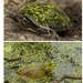 Turtles and frogs by dridsdale