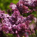 French Lilacs     by radiogirl