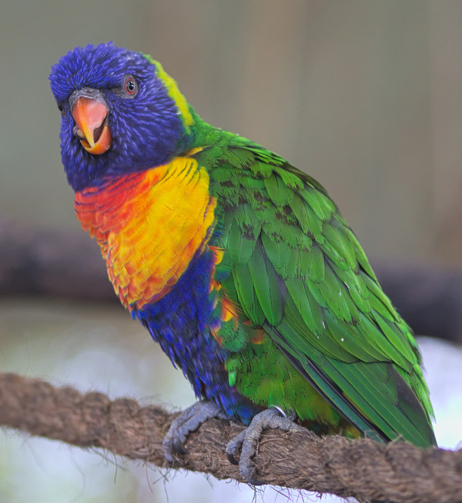 Colours Of Lorikeet by phil_howcroft