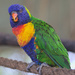 Colours Of Lorikeet by phil_howcroft