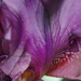 Iris Abstract 2 by houser934