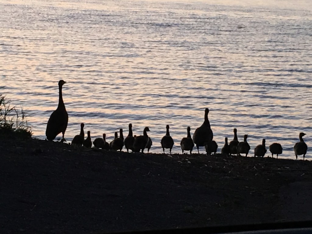 Goose Family Silhouette Portrait by frantackaberry