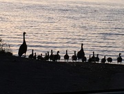 31st May 2016 - Goose Family Silhouette Portrait