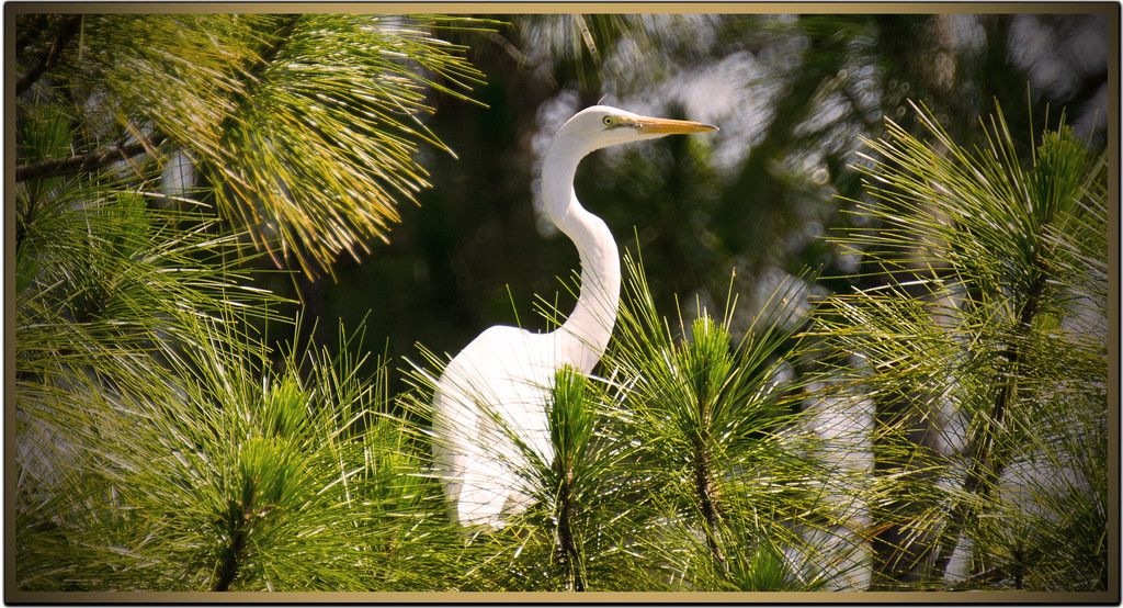 Egret in the Tree! by rickster549