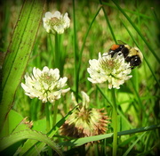 30th May 2016 - Bee on Clover