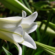 1st Jun 2016 - Lily in the sunshine