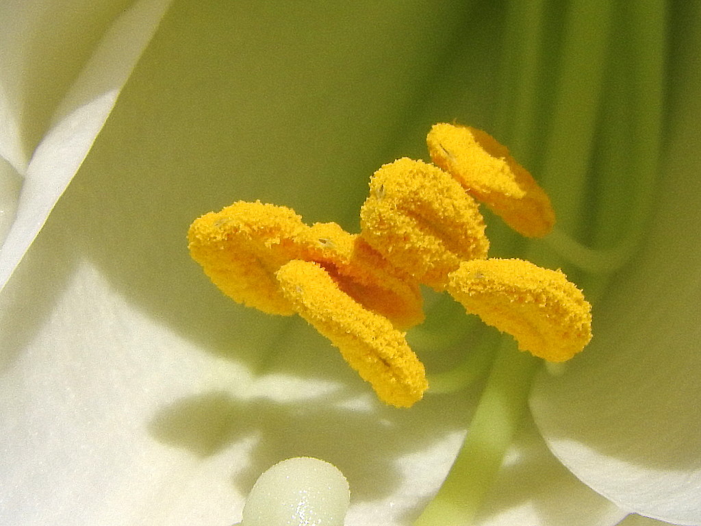 Pollen by homeschoolmom