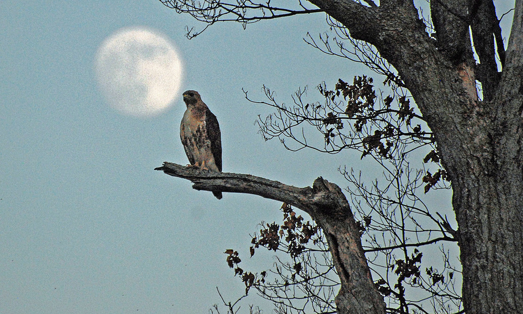 Hawk with Full Moon by farmreporter