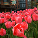 Why the Boston Flowers by kevin365