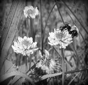 8th May 2016 - Bee Black and White!
