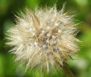16th May 2016 - More dandelions