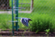 1st Jun 2016 - Blue Jay Coming In