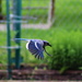 Blue Jay Coming In by randy23