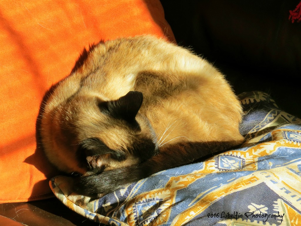 Beyonce snoozing in the sun by kathyo