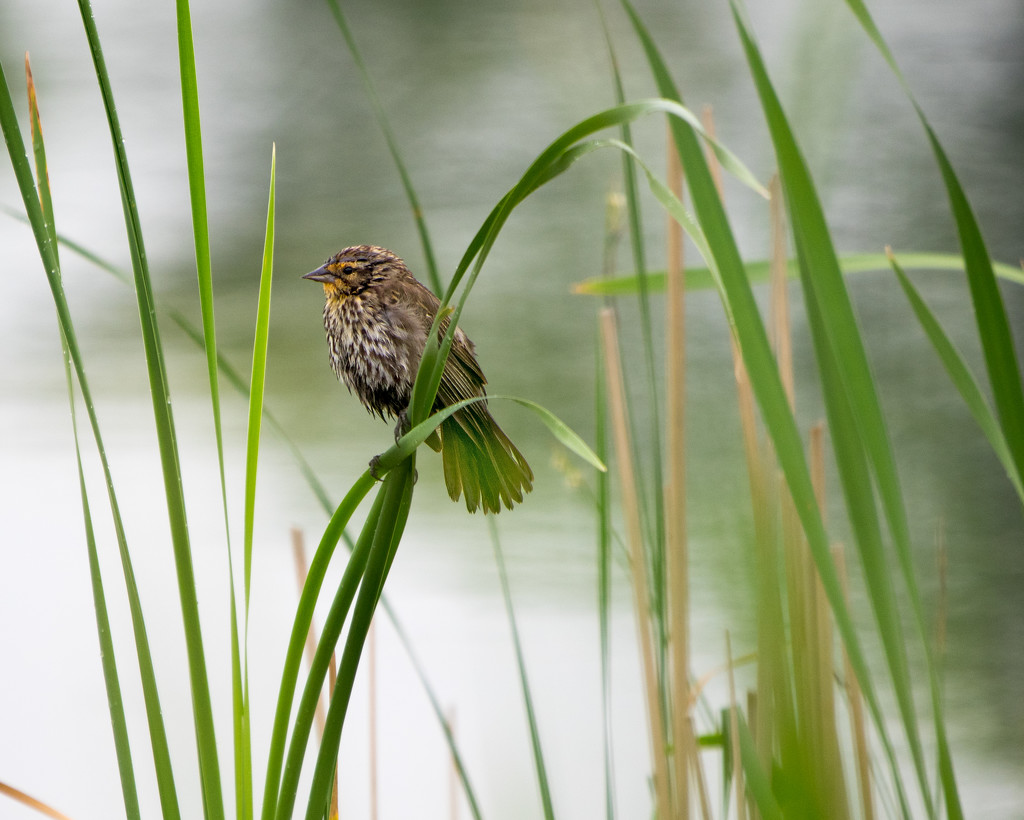 Female Red-winged Blackbird  by rminer
