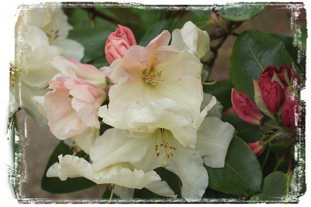 rhododendron by quietpurplehaze