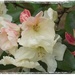 rhododendron by quietpurplehaze