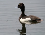 31st May 2016 - Male Tufted Duck