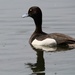 Male Tufted Duck by oldjosh