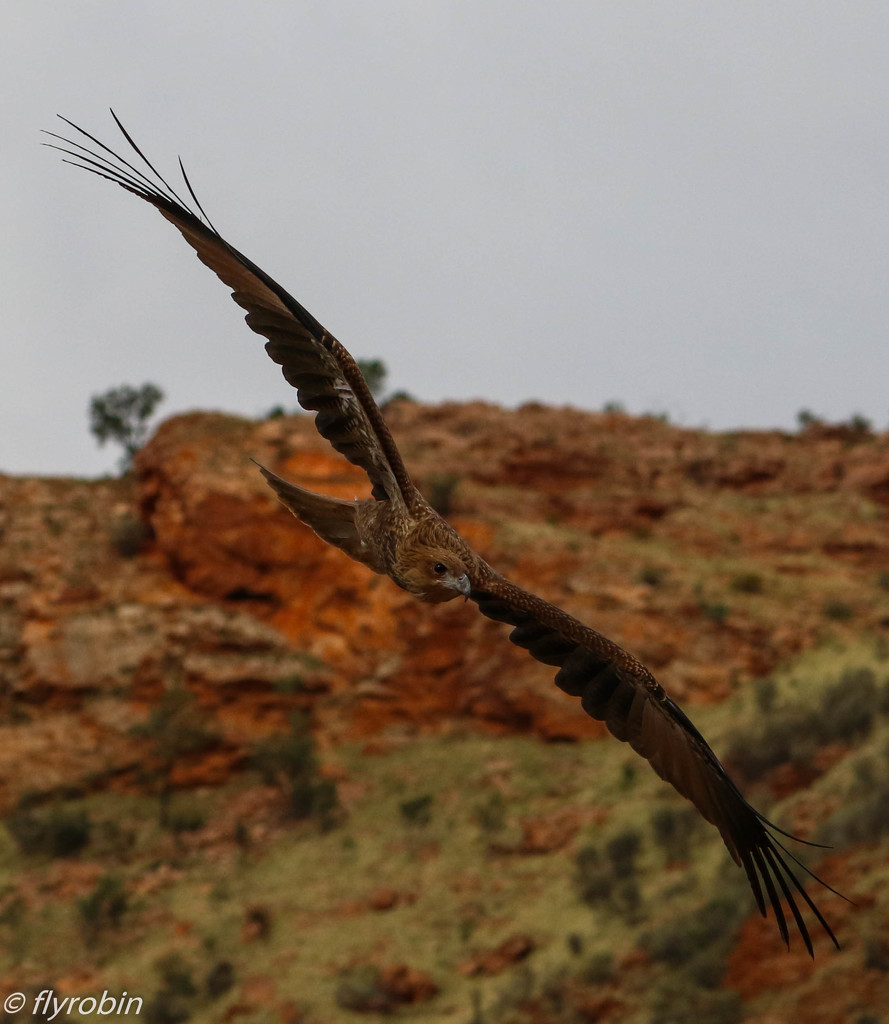 Flying in the red centre by flyrobin