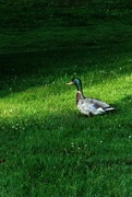 2nd Jun 2016 - Duck Walks Across Grass
