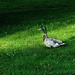 Duck Walks Across Grass by linnypinny