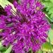 Allium flower by cataylor41