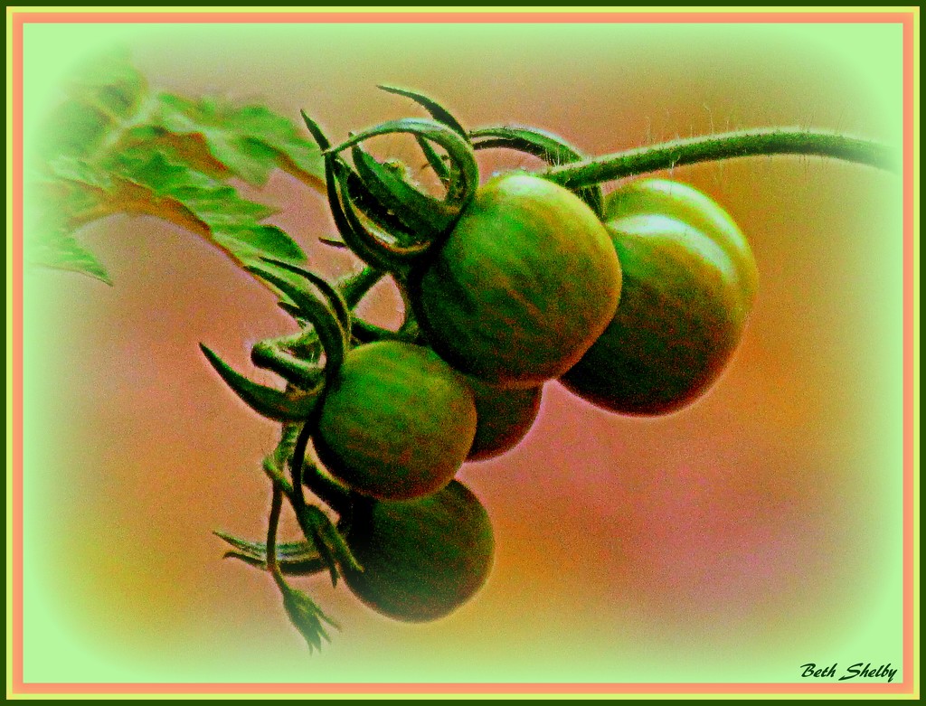 Tomatoes on the vine by vernabeth