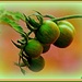 Tomatoes on the vine by vernabeth
