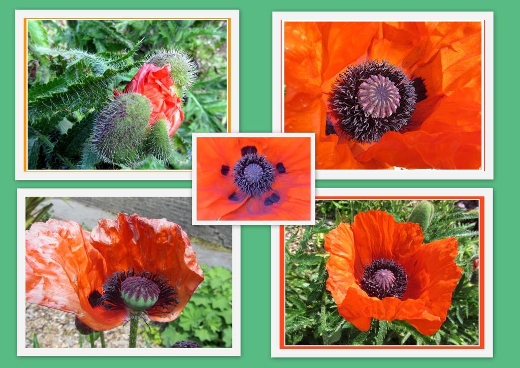 Stages of a poppy. by grace55
