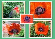 2nd Jun 2016 - Stages of a poppy.
