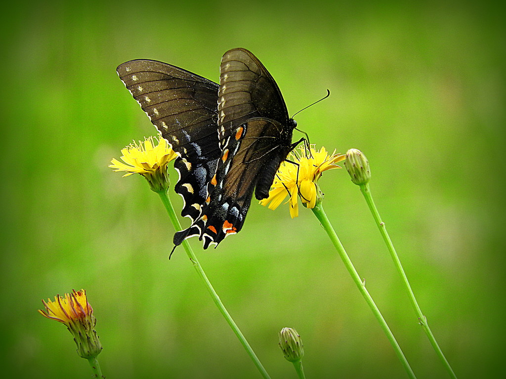 Black Swallowtail Butterfly on a Dandelion! by homeschoolmom