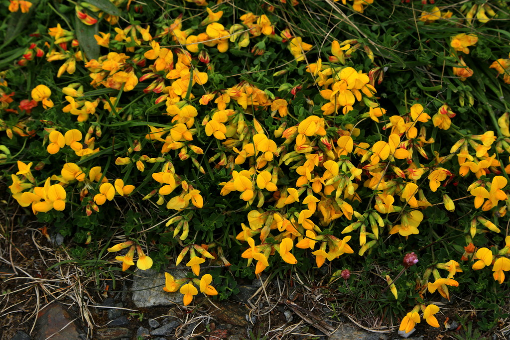 Birds Foot Trefoil by lifeat60degrees