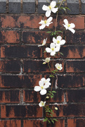 30th May 2016 - Clematis and wall