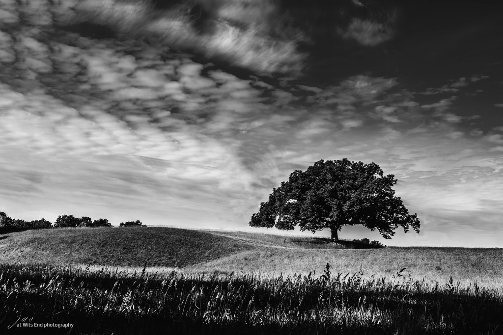 Tree in Field by jae_at_wits_end