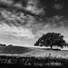 Tree in Field by jae_at_wits_end