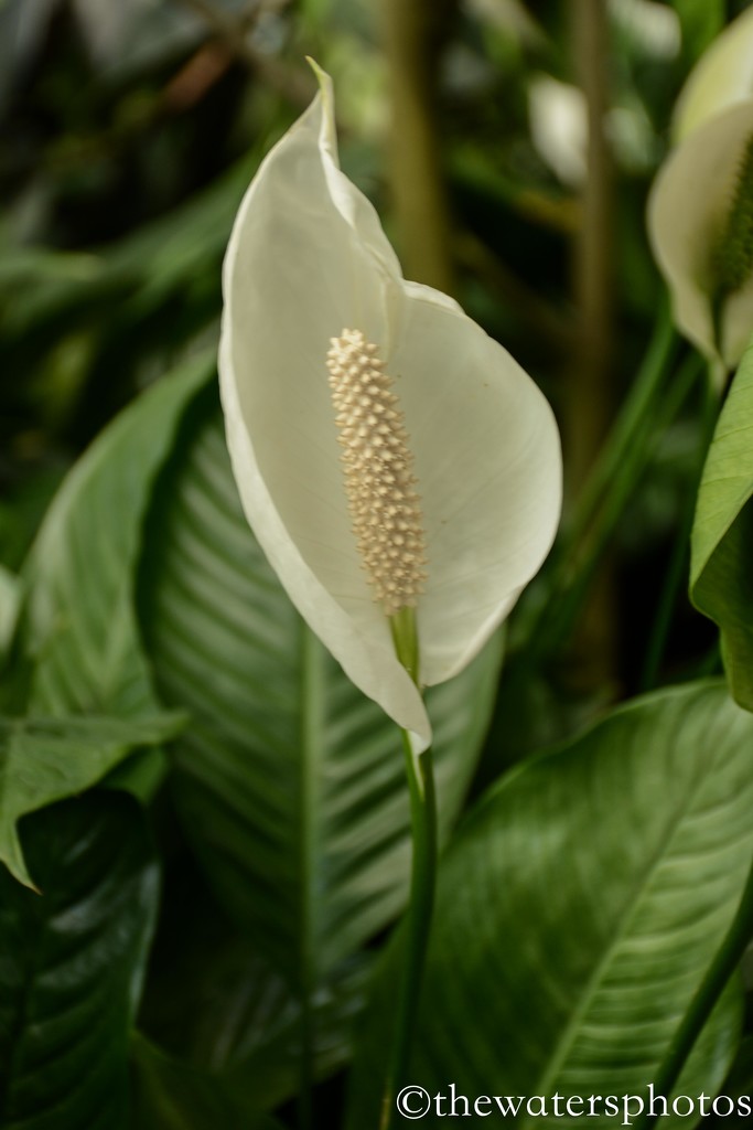 Hosta bloom...maybe a Peace Lily. by thewatersphotos