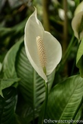 1st Jun 2016 - Hosta bloom...maybe a Peace Lily.