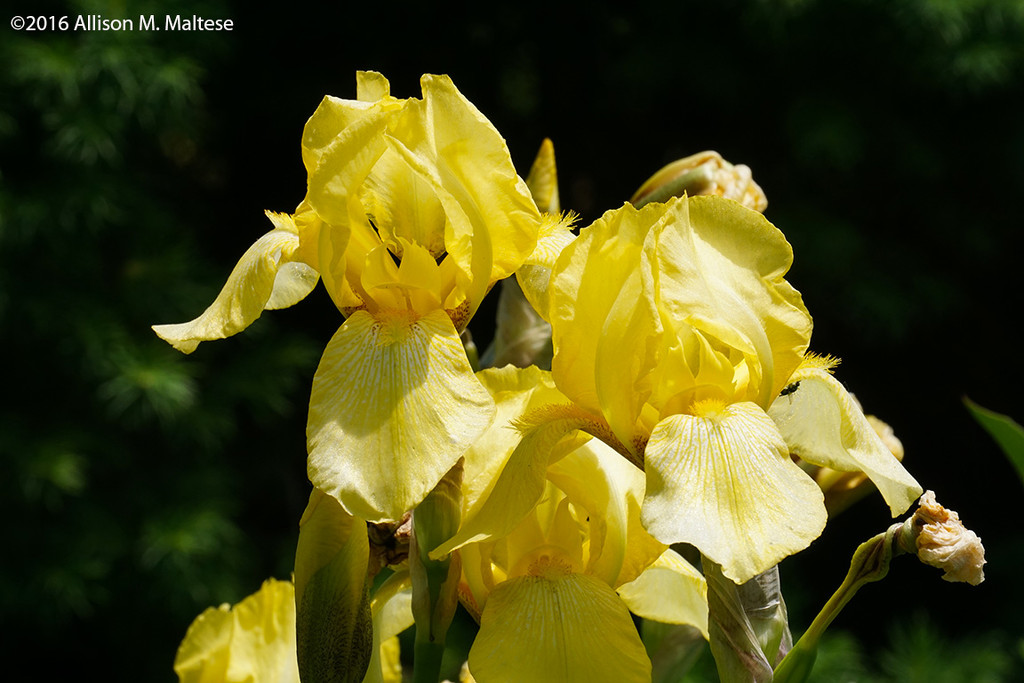 Yellow Irises by falcon11