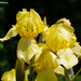 Yellow Irises by falcon11